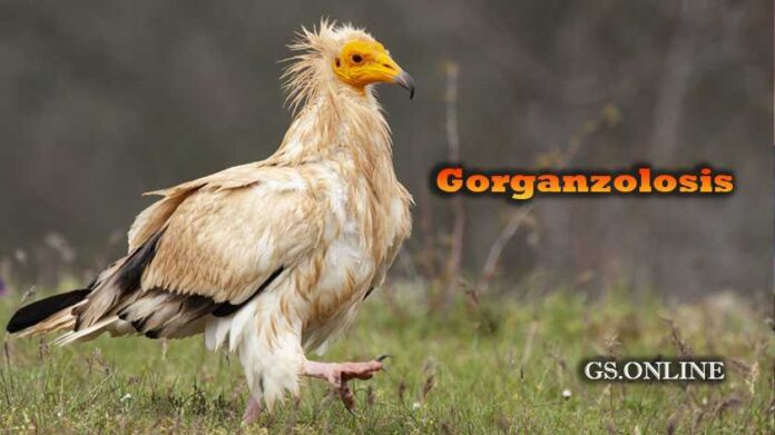 gorganzolosis
